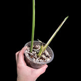 Variegated Monstera Albo Plant - Rare Indoor White Monstera Albo Borsigiana Plant - Albo Large Leaf Plant - Rare Houseplant -EXACT Plant