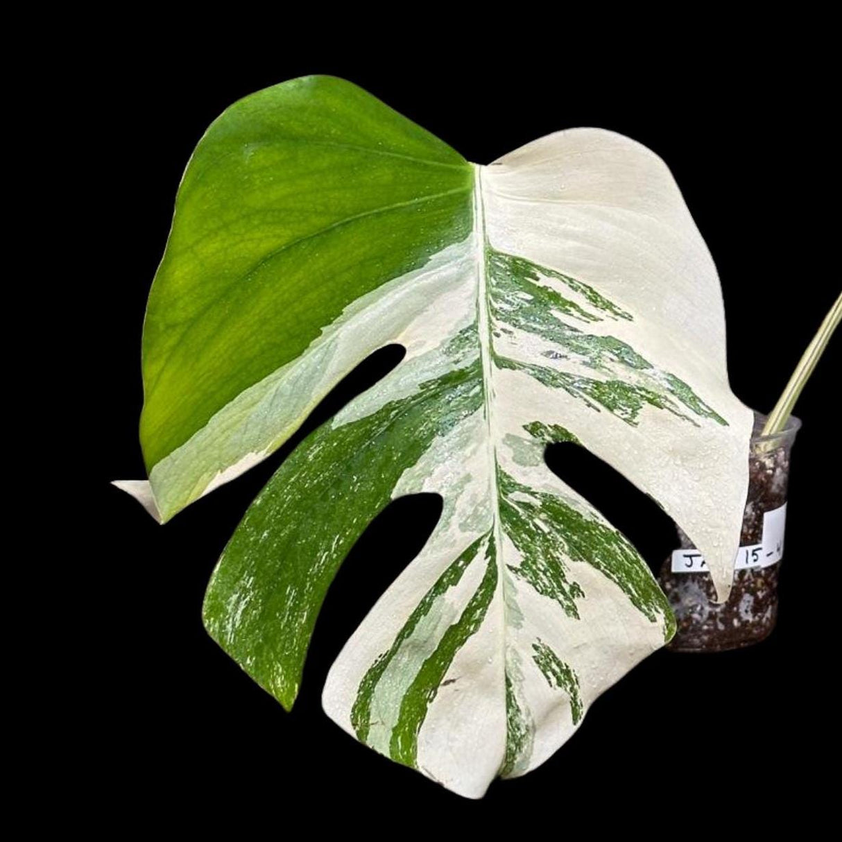 Variegated Monstera Albo Plant - Rare Indoor White Monstera Albo Borsigiana Plant - Albo Half-Moon Leaf Plant - Rare Houseplant -EXACT Plant