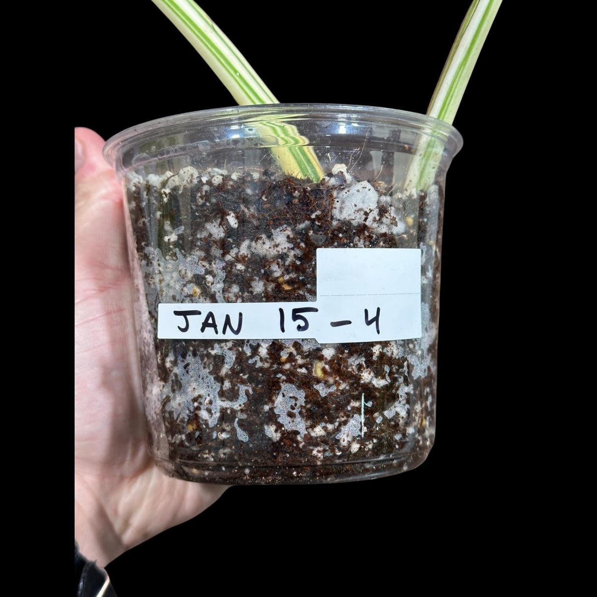 Variegated Monstera Albo Plant - Rare Indoor White Monstera Albo Borsigiana Plant - Albo Half-Moon Leaf Plant - Rare Houseplant -EXACT Plant
