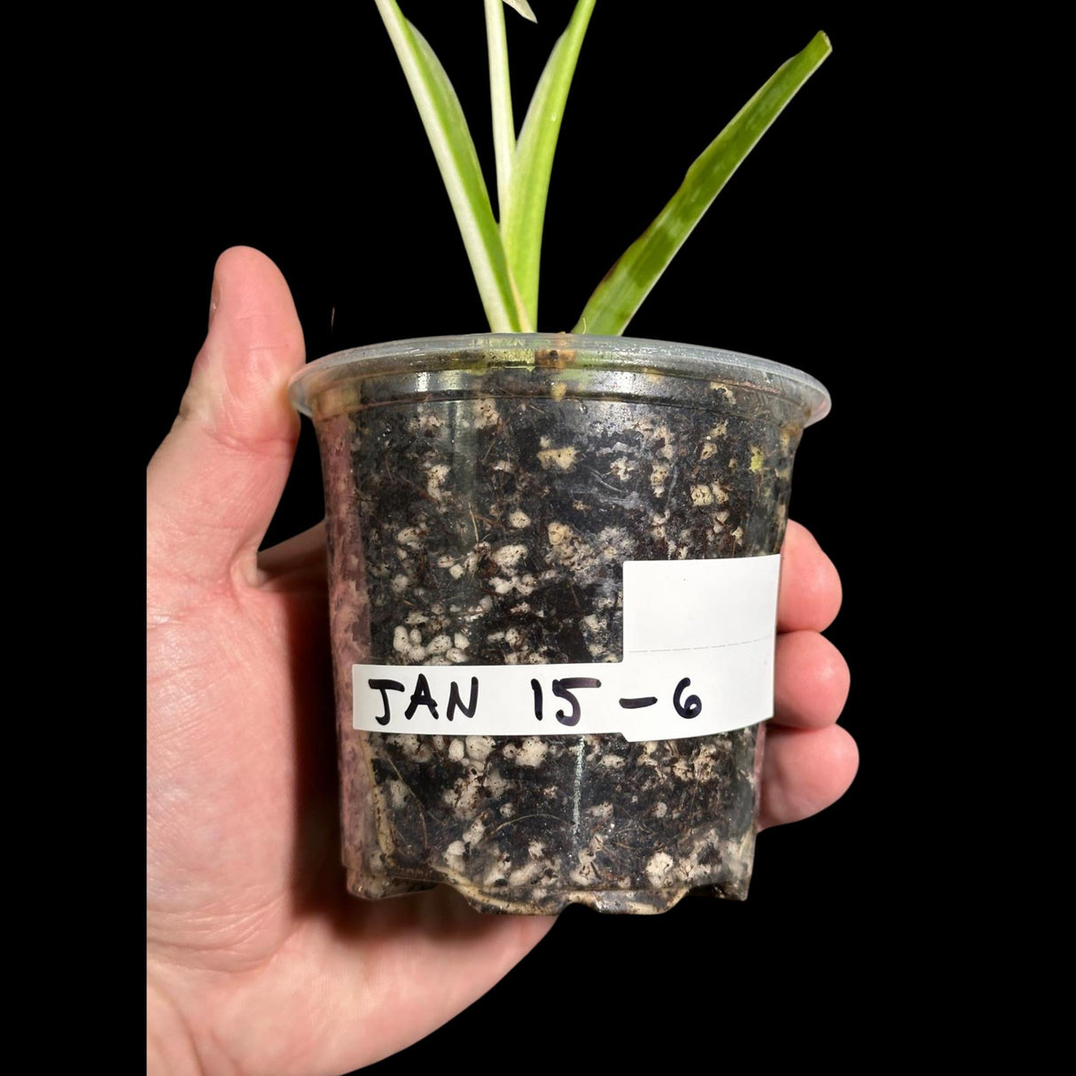 Variegated Monstera Albo Plant - Rare Indoor White Monstera Albo Borsigiana Plant - Monstera Albo Mature Plant - Rare Houseplant