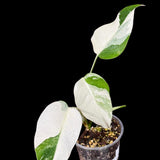 Variegated Monstera Albo Plant - Rare Indoor White Monstera Albo Borsigiana Plant - Monstera Albo Mature Plant - Rare Houseplant