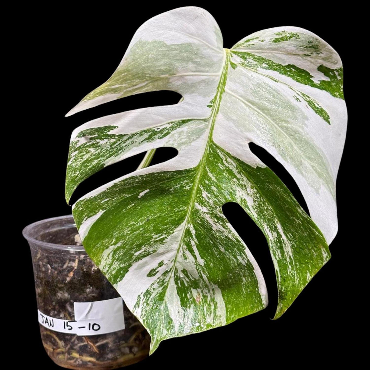 Variegated Monstera Albo Plant - Rare Indoor White Monstera Albo Borsigiana Plant - Albo Monstera - US Seller - Rare Houseplant