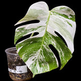 Variegated Monstera Albo Plant - Rare Indoor White Monstera Albo Borsigiana Plant - Albo Monstera - US Seller - Rare Houseplant