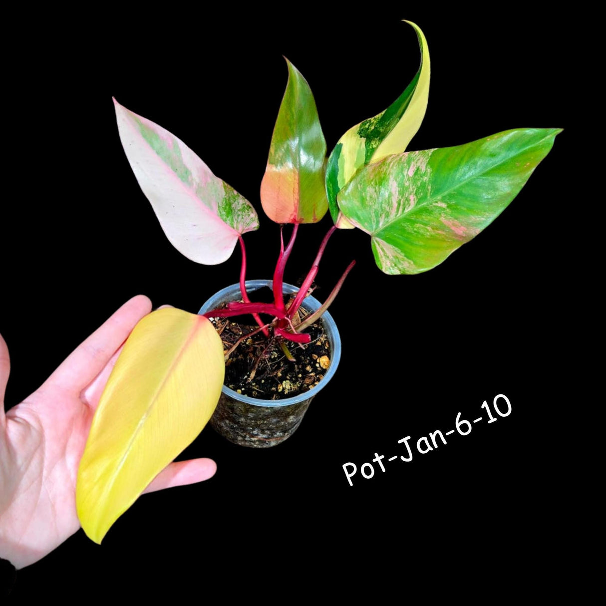 Variegated Philodendron Strawberry Shake in a Nursery Pot- Rare Strawberry potted Plant - Collector GIFT Plant - US Seller