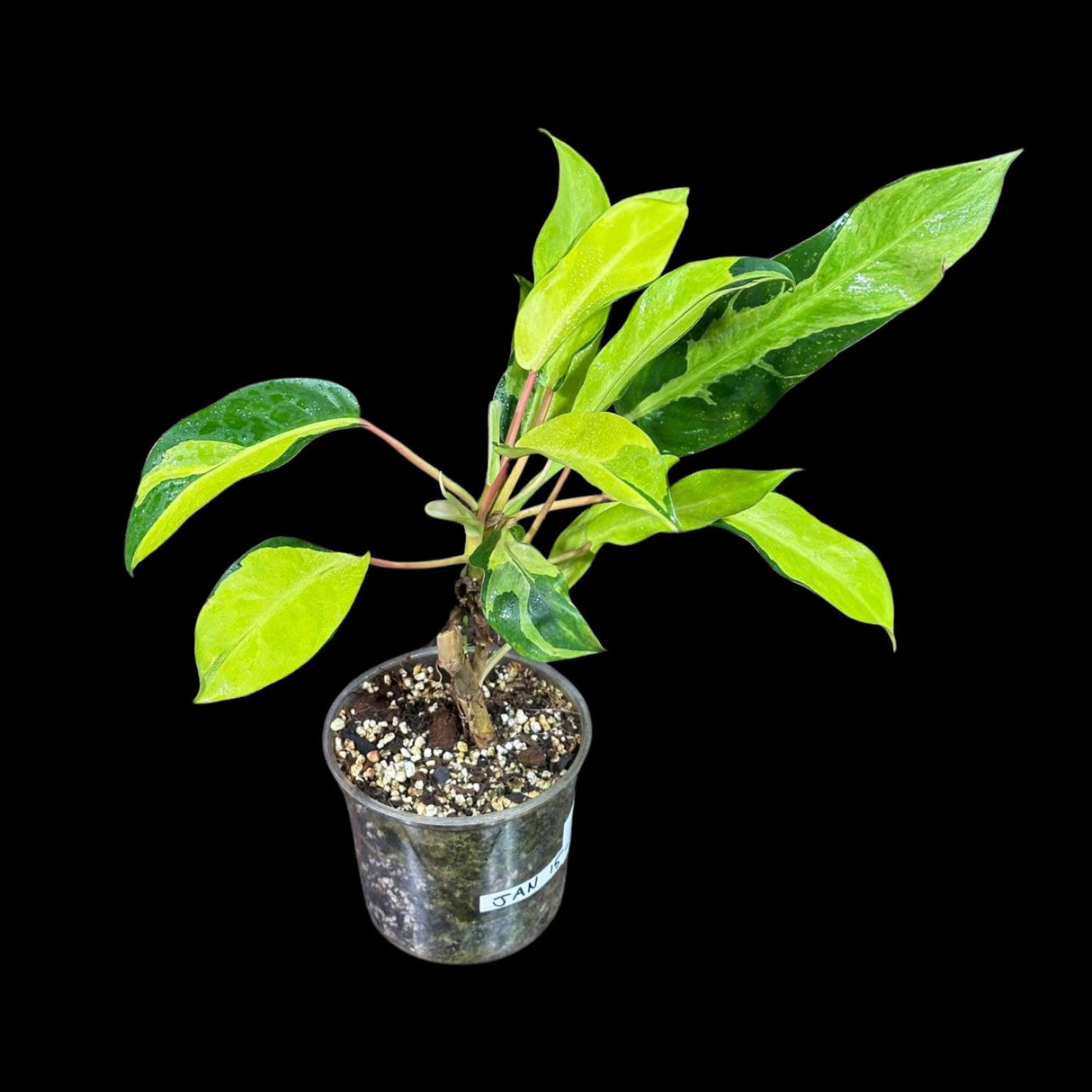 Variegated Philodendron Thai Sunrise in a Nursery Pot- Tropical Indoor Plant - Rare Houseplant - Exact Same Potted Plant- US Seller