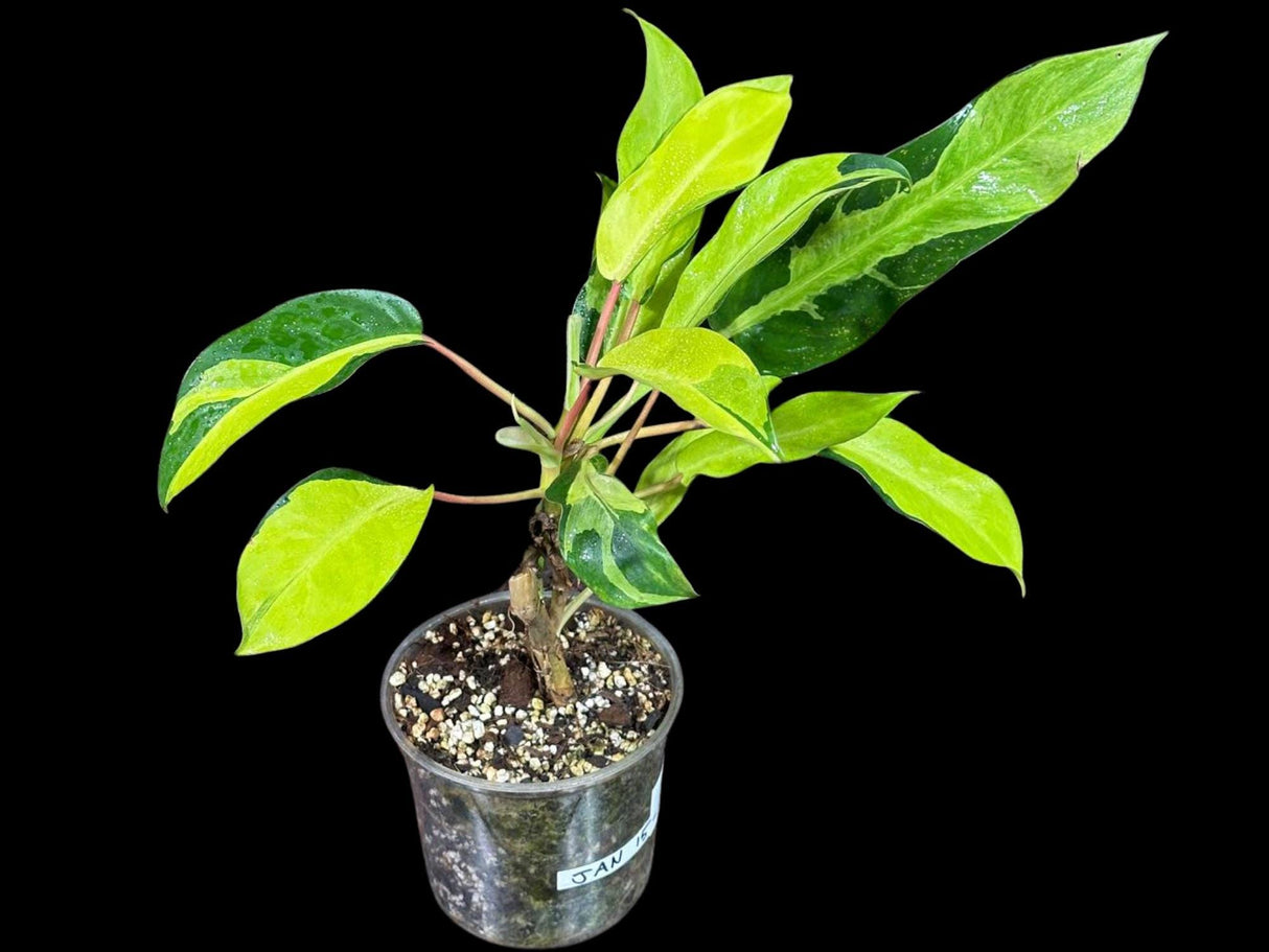 Variegated Philodendron Thai Sunrise in a Nursery Pot- Tropical Indoor Plant - Rare Houseplant - Exact Same Potted Plant- US Seller
