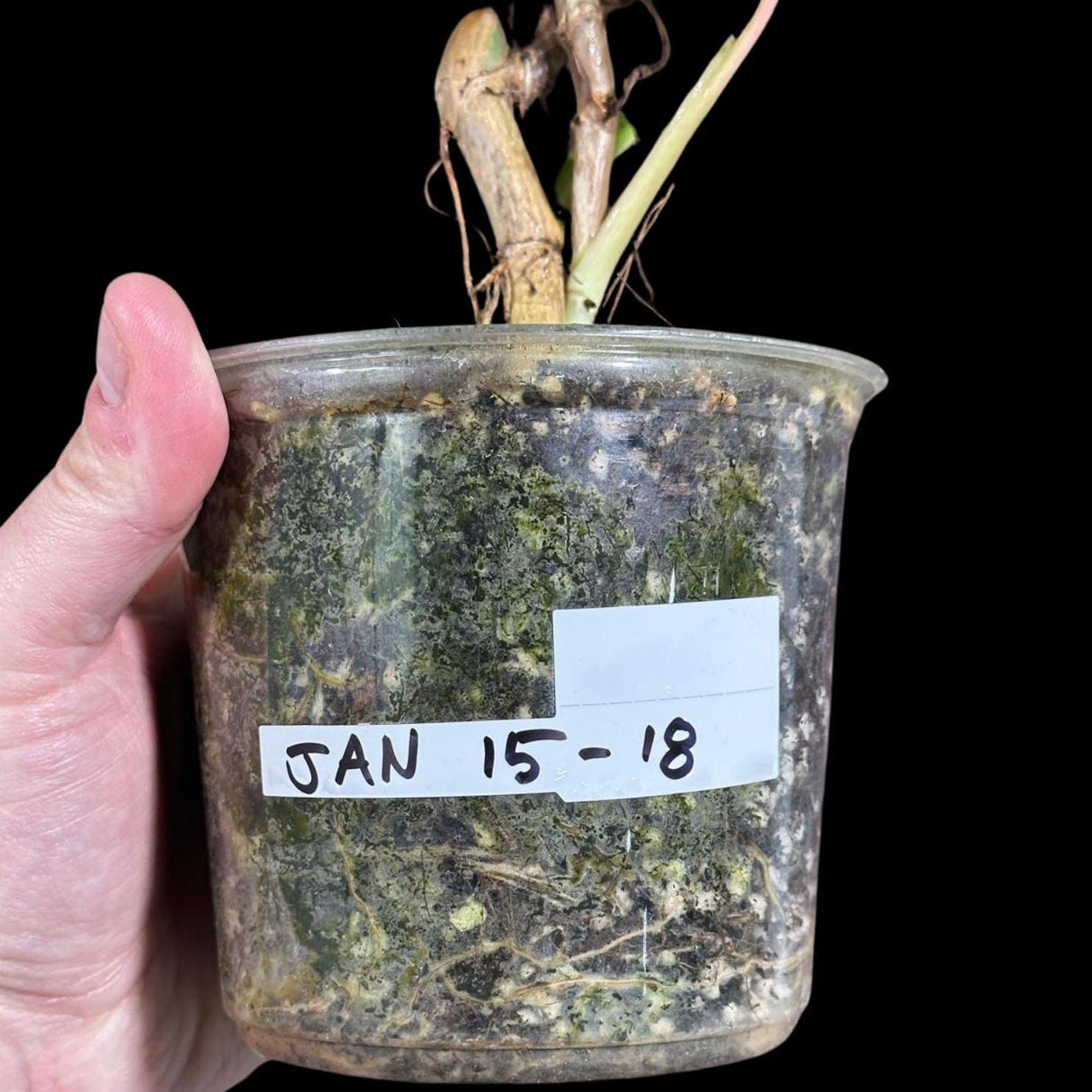 Variegated Philodendron Thai Sunrise in a Nursery Pot- Tropical Indoor Plant - Rare Houseplant - Exact Same Potted Plant- US Seller