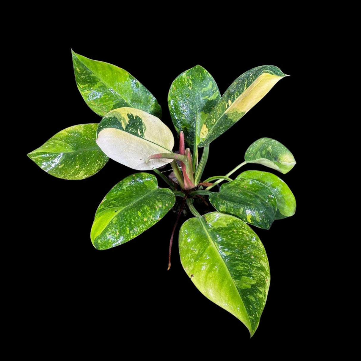 Philodendron Green Congo Hybrid Variegated Live Large Vibrant Pant - EXTREMELY Rare Collector Plant | SAME Plant | VERY Hard to Come By