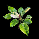 Philodendron Green Congo Hybrid Variegated Live Large Vibrant Pant - EXTREMELY Rare Collector Plant | SAME Plant | VERY Hard to Come By