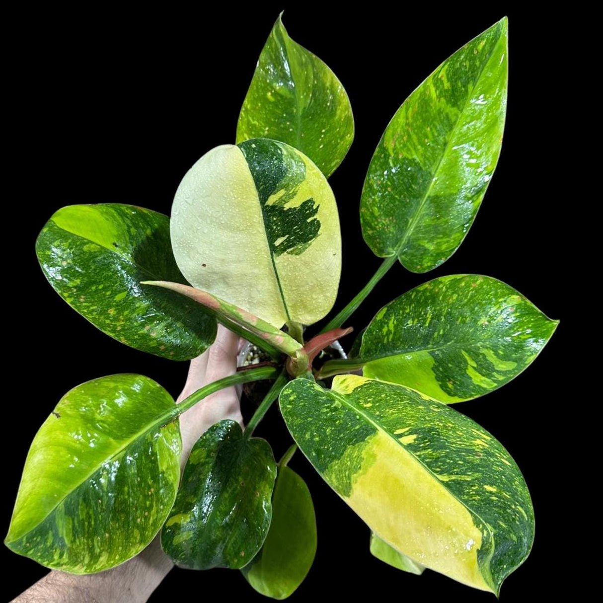 Philodendron Green Congo Hybrid Variegated Live Large Vibrant Pant - EXTREMELY Rare Collector Plant | SAME Plant | VERY Hard to Come By