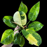 Philodendron Green Congo Hybrid Variegated Live Large Vibrant Pant - EXTREMELY Rare Collector Plant | SAME Plant | VERY Hard to Come By