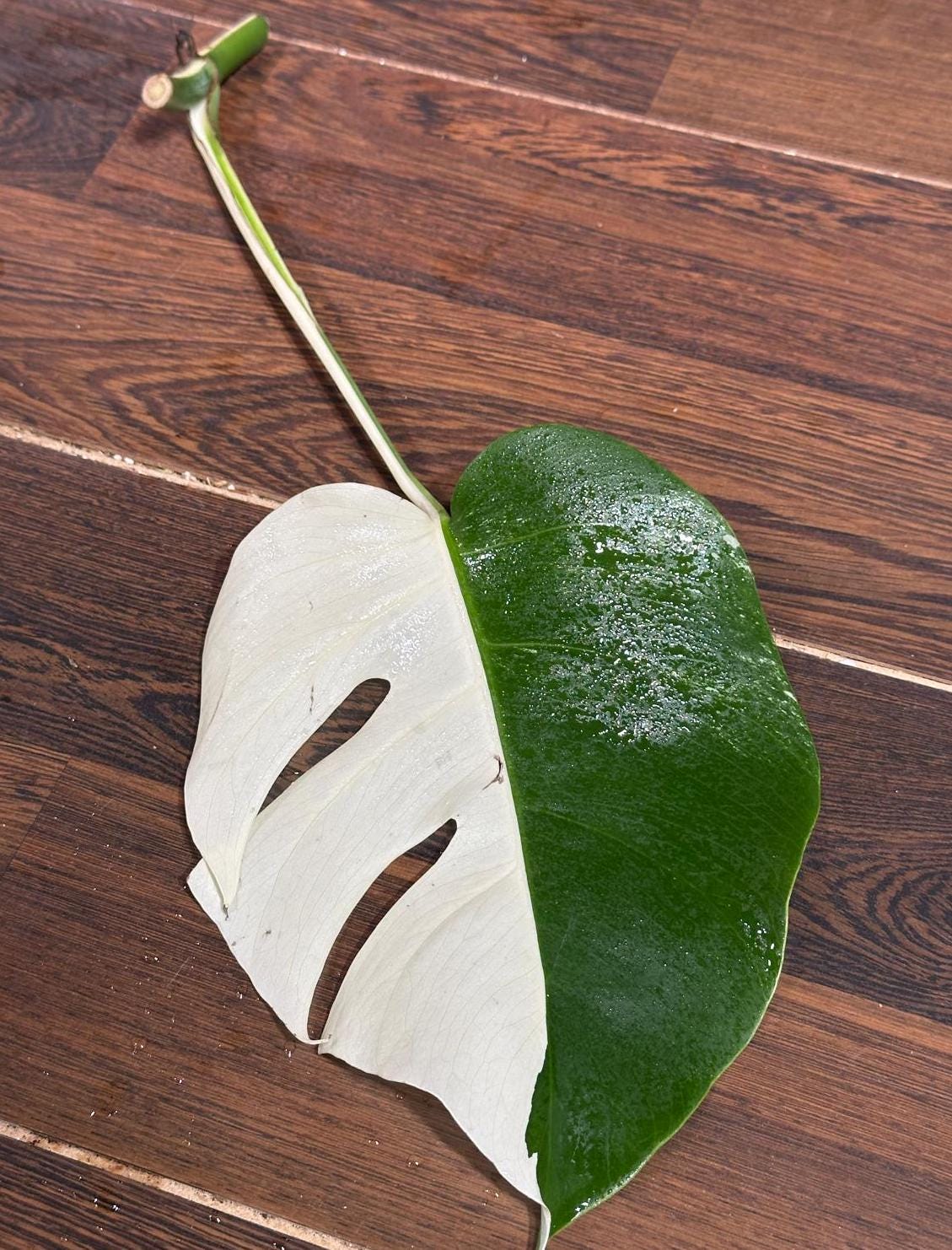 High Variegated Monstera Albo Cutting - Rare variegated Monstera Borsigiana albo - Rare Collector Plant - Live Indoor Plant - US Seller