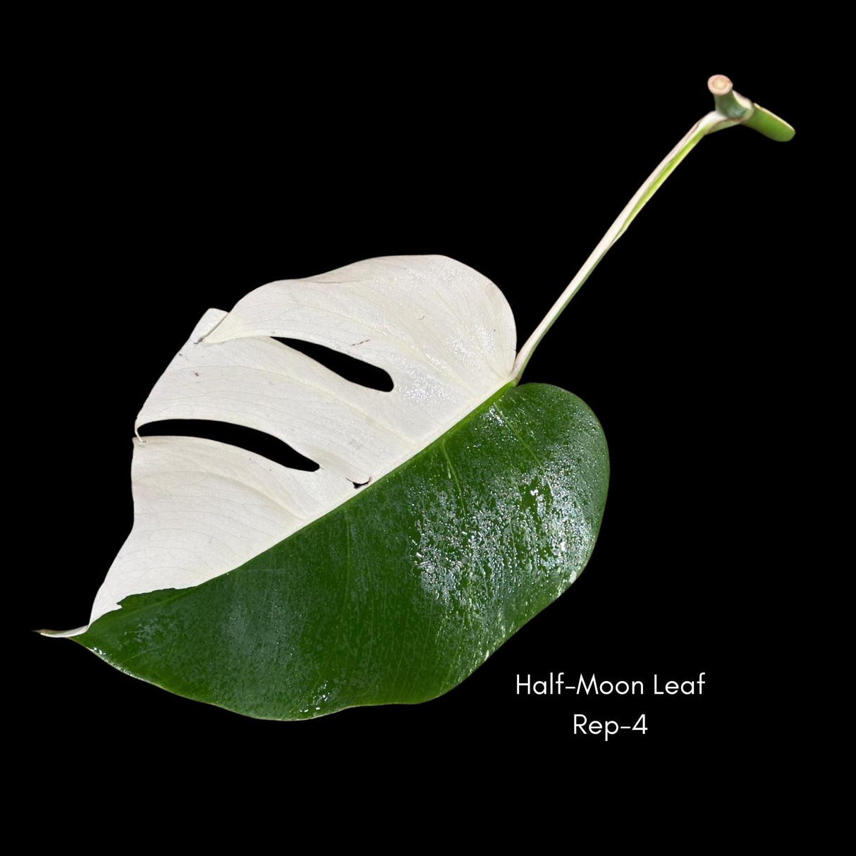 High Variegated Monstera Albo Cutting - Rare variegated Monstera Borsigiana albo - Rare Collector Plant - Live Indoor Plant - US Seller