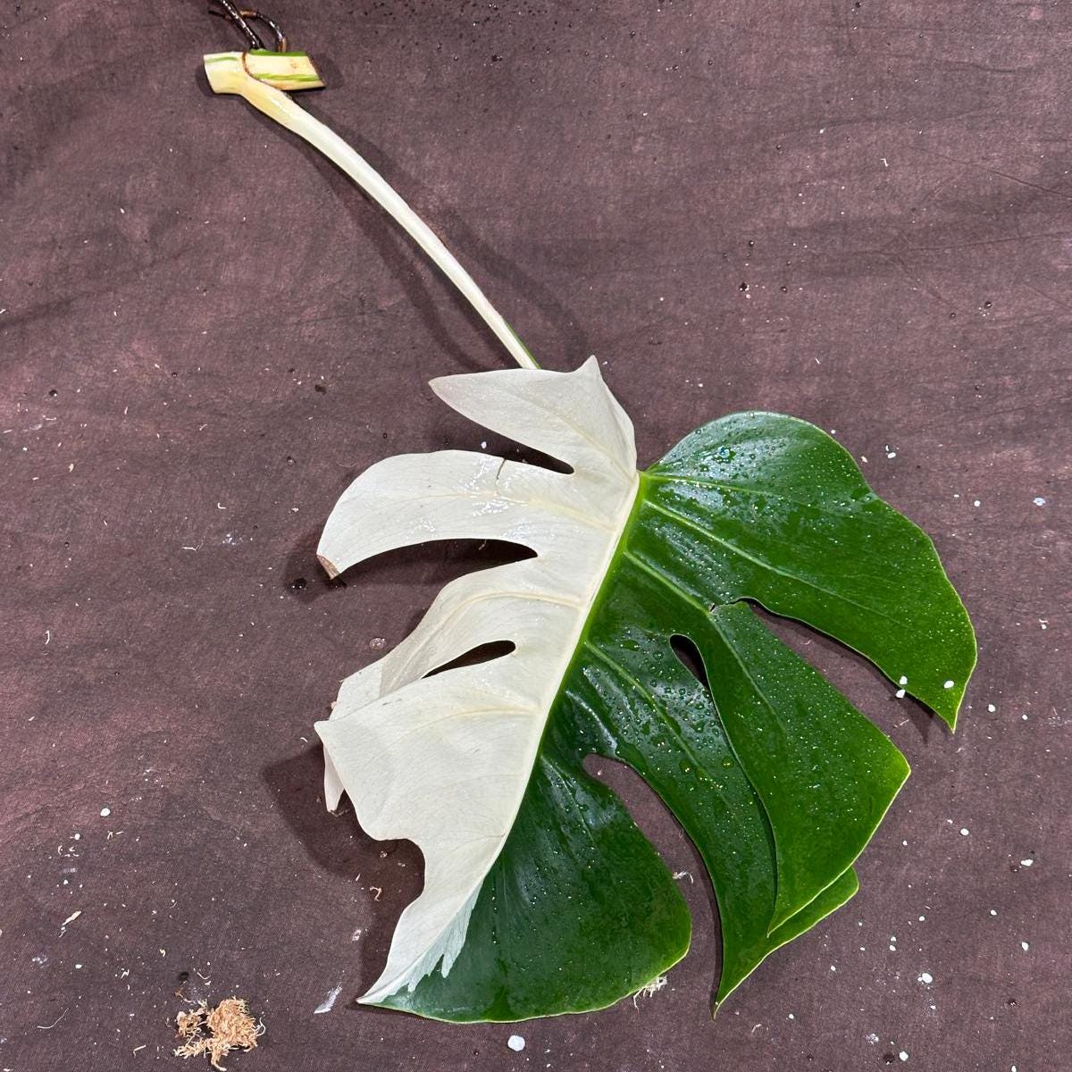 High Variegated Monstera Albo Cutting - Rare variegated Monstera Borsigiana albo - Rare Collector Plant - Live Indoor Plant - US Seller