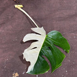 High Variegated Monstera Albo Cutting - Rare variegated Monstera Borsigiana albo - Rare Collector Plant - Live Indoor Plant - US Seller