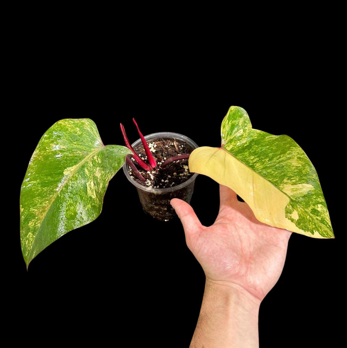 Variegated Philodendron Strawberry Shake in a Nursery Pot - Large Strawberry Shake RARE collector plant - Live Indoor Plant - US seller