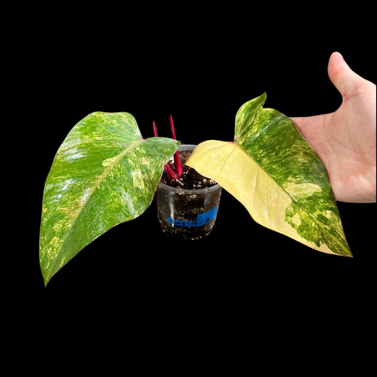 Variegated Philodendron Strawberry Shake in a Nursery Pot - Large Strawberry Shake RARE collector plant - Live Indoor Plant - US seller