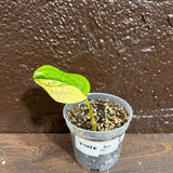 Variegated Monstera Peru in a Nursery Pot | Live Rare Houseplants | Air Purifying Plant | Monstera Peru EXACT SAME Potted Plant - US Seller