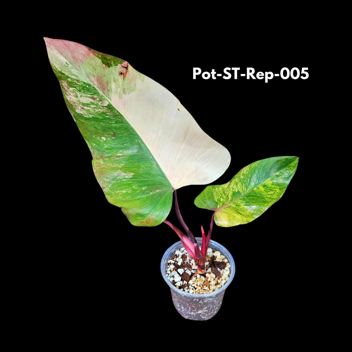 Variegated Philodendron Strawberry Shake in a Nursery Pot- Rare Strawberry Mature Plant - Collector GIFT Plant - Live Plant - US Seller