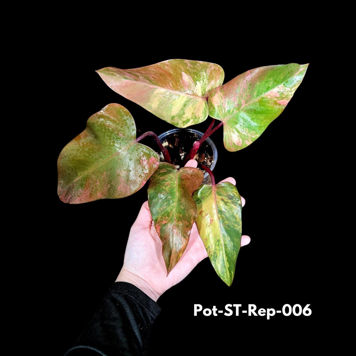 Variegated Philodendron Strawberry Shake in a Nursery Pot- Rare Strawberry Mature Plant - Collector GIFT Plant - Live Plant - US Seller