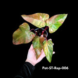 Variegated Philodendron Strawberry Shake in a Nursery Pot- Rare Strawberry Mature Plant - Collector GIFT Plant - Live Plant - US Seller