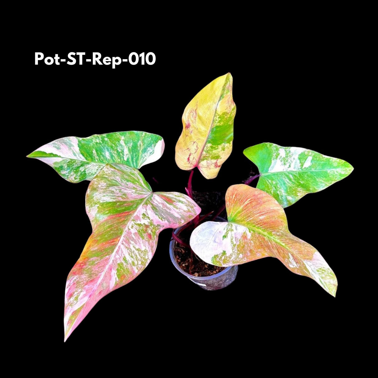 Variegated Philodendron Strawberry Shake in a Nursery Pot- Rare Strawberry Mature Plant - Collector GIFT Plant - Live Plant - US Seller
