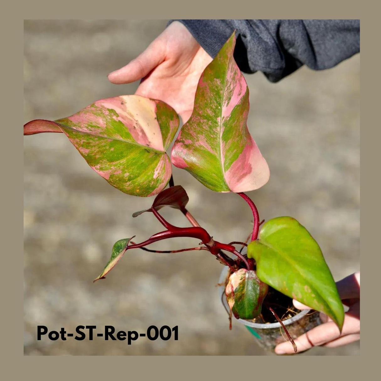 Variegated Philodendron Strawberry Shake in a Nursery Pot- Rare Strawberry Mature Plant - Collector GIFT Plant - Live Plant - US Seller