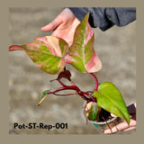 Variegated Philodendron Strawberry Shake in a Nursery Pot- Rare Strawberry Mature Plant - Collector GIFT Plant - Live Plant - US Seller