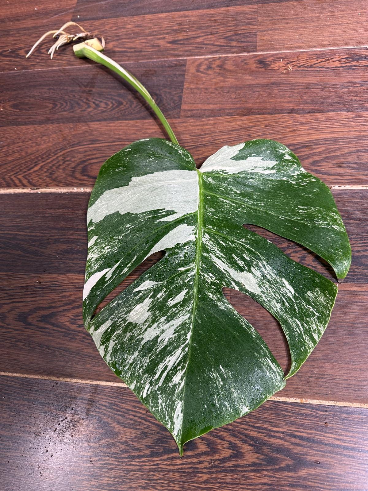 High Variegated Monstera Albo Cutting - Rare variegated Monstera Borsigiana albo - Rare Collector Plant - Live Indoor Plant - US Seller