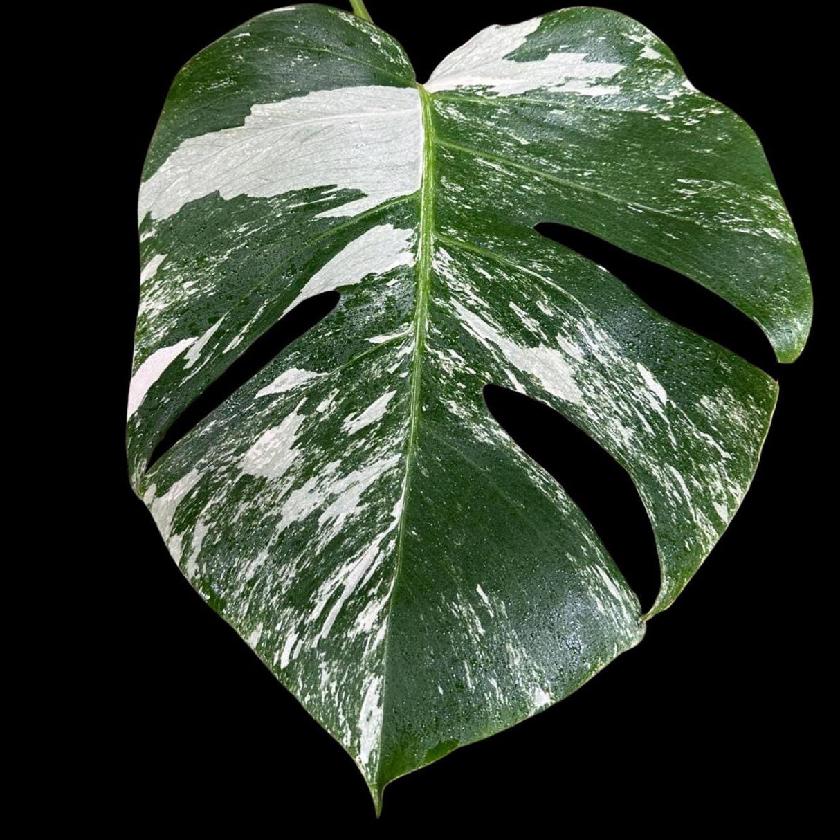 High Variegated Monstera Albo Cutting - Rare variegated Monstera Borsigiana albo - Rare Collector Plant - Live Indoor Plant - US Seller