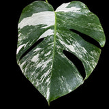 High Variegated Monstera Albo Cutting - Rare variegated Monstera Borsigiana albo - Rare Collector Plant - Live Indoor Plant - US Seller