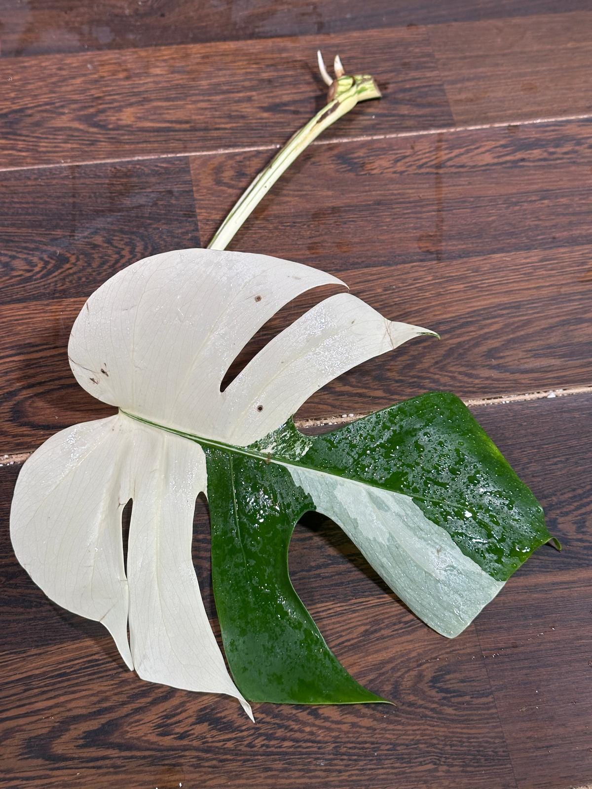 High Variegated Monstera Albo Cutting - Rare variegated Monstera Borsigiana albo - Rare Collector Plant - Live Indoor Plant - US Seller