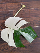 High Variegated Monstera Albo Cutting - Rare variegated Monstera Borsigiana albo - Rare Collector Plant - Live Indoor Plant - US Seller