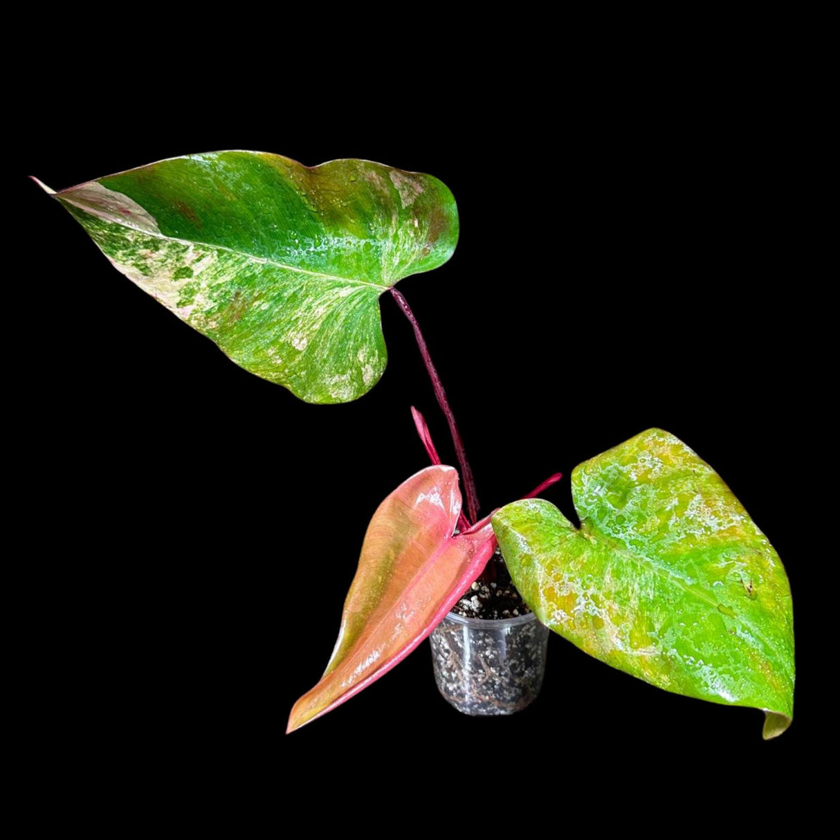 Variegated Philodendron Strawberry Shake in a Nursery Pot - Large Strawberry Shake RARE collector plant -Pink Strawberry Plant - US seller