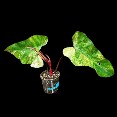 Philodendron Strawberry Shake in a Nursery Pot - Strawberry Shake RARE Collector Potted Plant - Pink Philodendron - SAME Plant as images