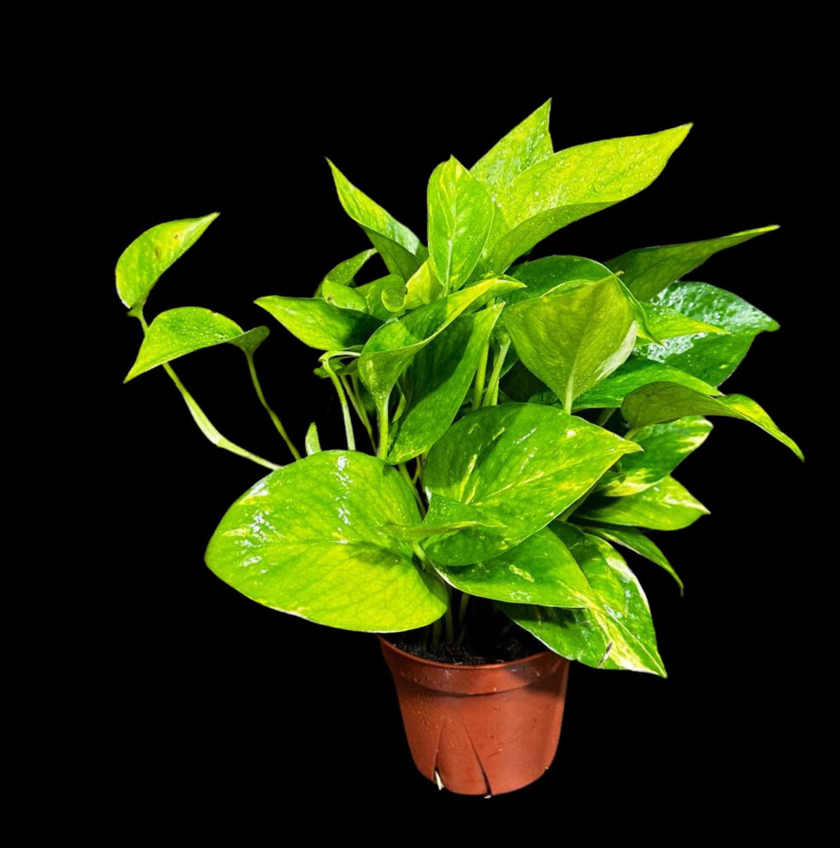 Golden Pothos in a Nursery Pot - Easy Care Houseplant - Low light Indoor Plant - Devils Ivy Plant - Air purifier plant - US Seller