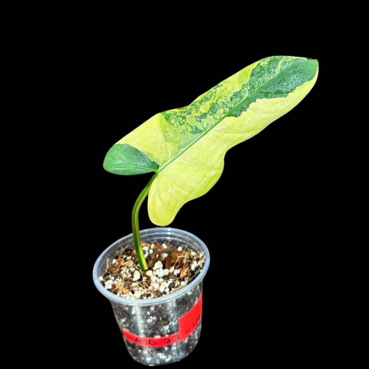 Variegated Philodendron Bipennifolium in a Nursery Pot - Bipennifolium Single Leaf Rare Collector Plant - Exact SAME Plant - US Seller