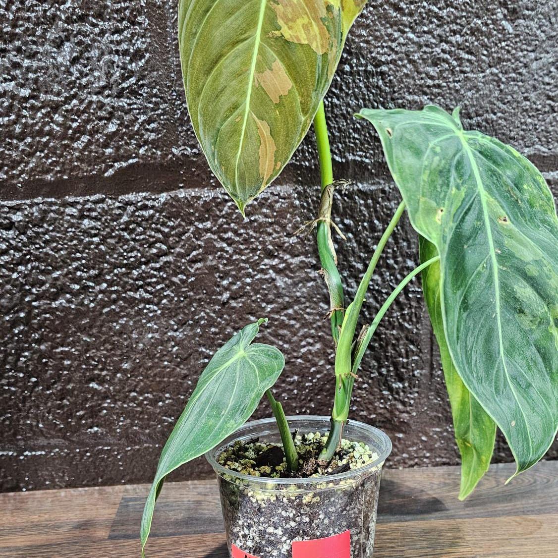 Philodendron Melanochrysum Variegated Plant in a Nursery Pot -Extremely Rare Collector Plant - US SELLER - Same Plant as the image