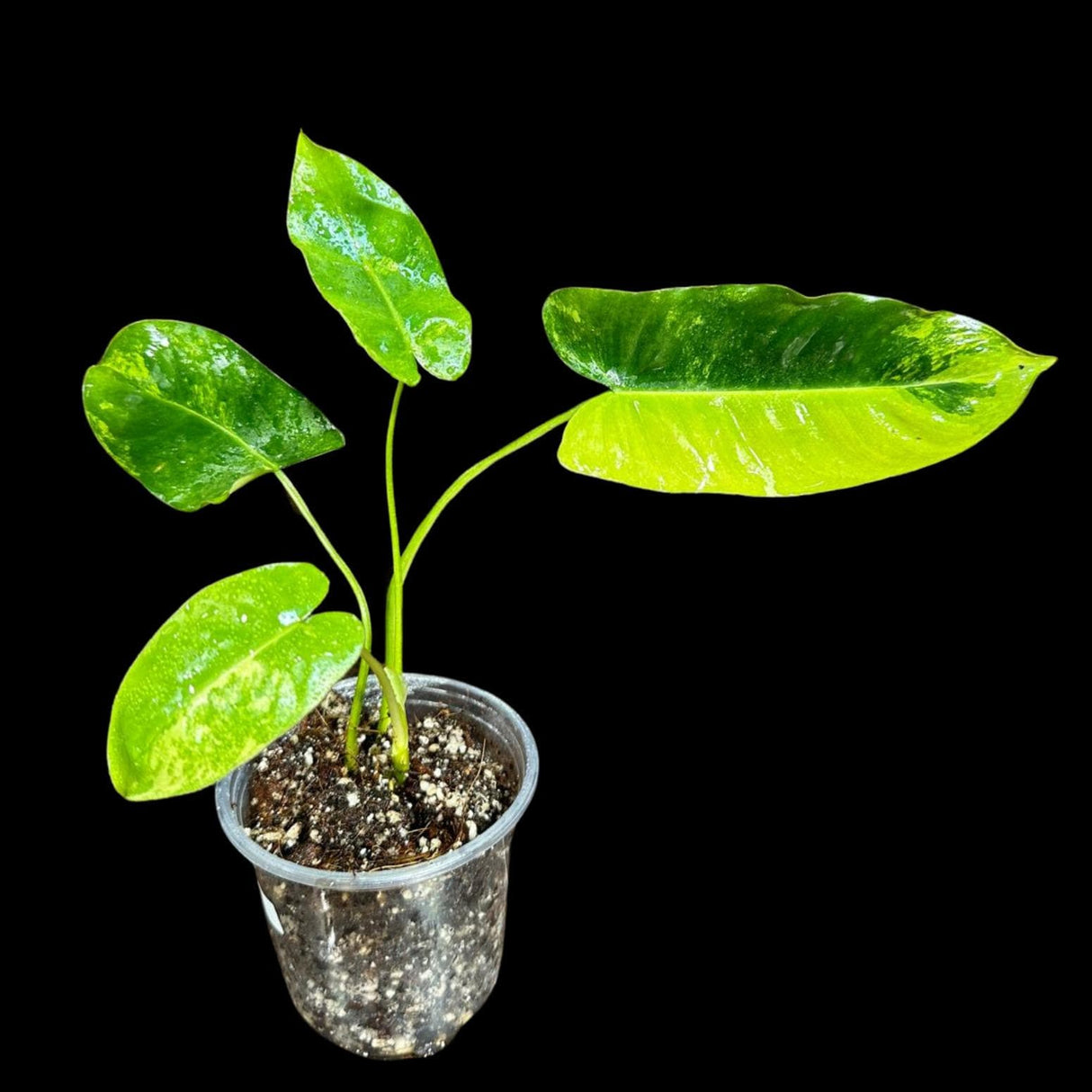 Variegated Burle Marx Philodendron Plant in a Nursery Pot - Indoor & Outdoor Live Tropical House plant - US Seller