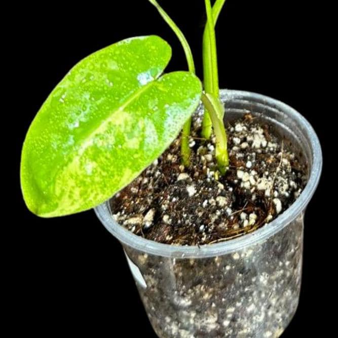 Variegated Burle Marx Philodendron Plant in a Nursery Pot - Indoor & Outdoor Live Tropical House plant - US Seller