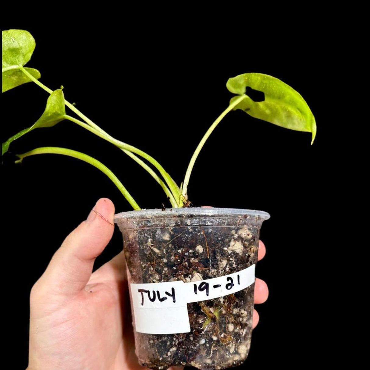 Variegated Burle Marx Philodendron Plant in a Nursery Pot - Indoor & Outdoor Live Tropical House plant - US Seller