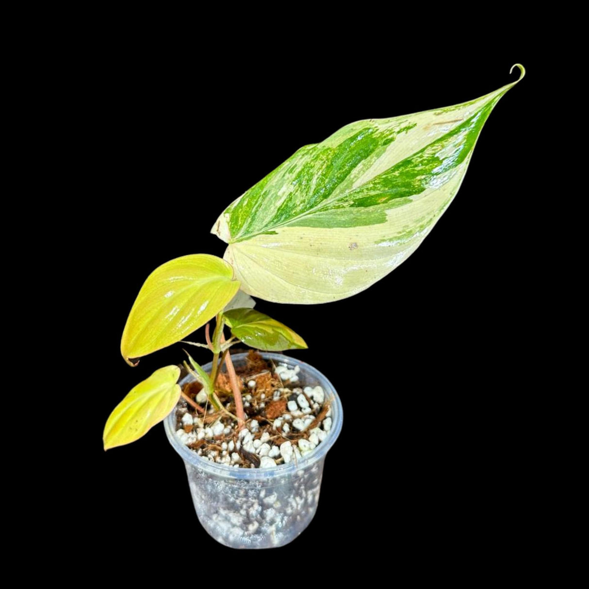 Rare Variegated Philodendron Mican Aurea in a Nursery Pot - Mican Aurea Rare Collector Potted Plant - US SELLER - Potted Plant