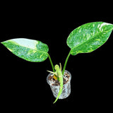 Philodendron Green Congo Hybrid Variegated live plant in a Nursery Pot - Rare Collector Pot - SAME Potted Plant - Hard to Come By -US Seller