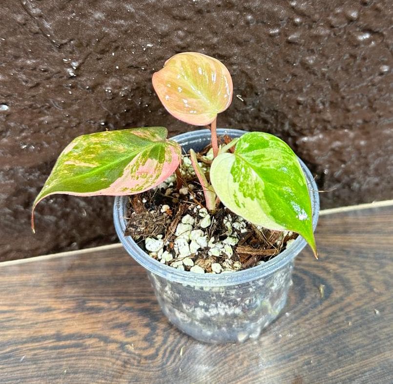 Rare Variegated Philodendron Mican Pink Mature Plant in a Nursery Pot - Variegation Potted Plant - US SELLER - Potted Plant