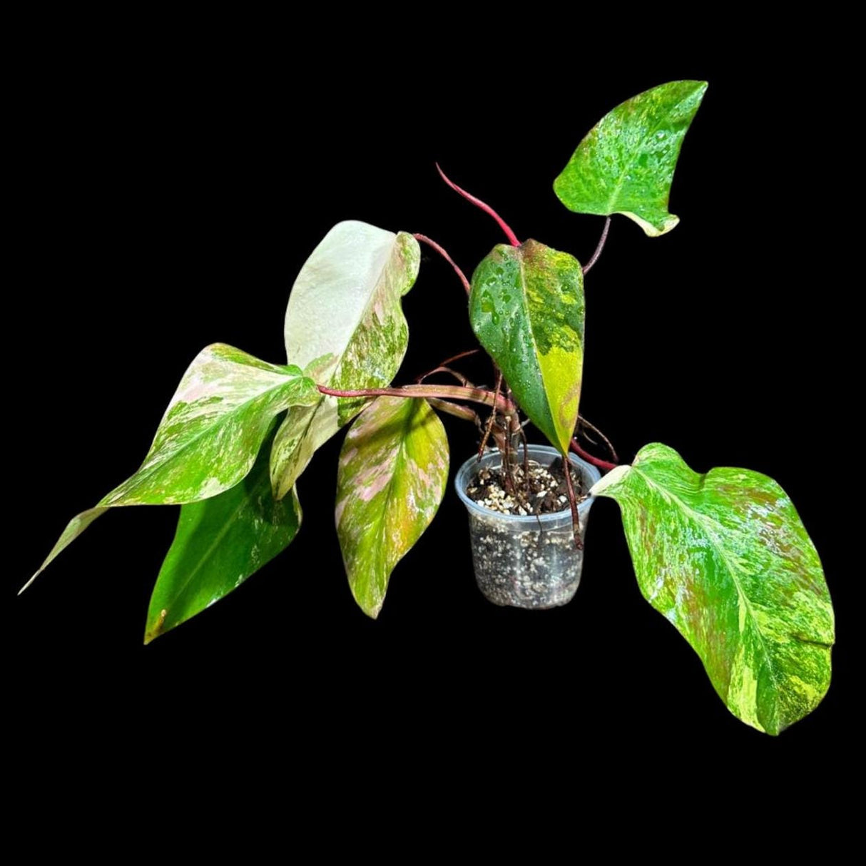 Variegated Philodendron Strawberry Shake in a Nursery Pot - Strawberry Shake RARE Collector Potted Plant - SAME Plant as images