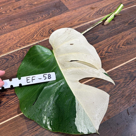 Variegated Monstera Albo Cutting - White Monstera Albo Borsigiana Plant - Rare Collector Indoor Plant - Best Gift Plant - US Seller