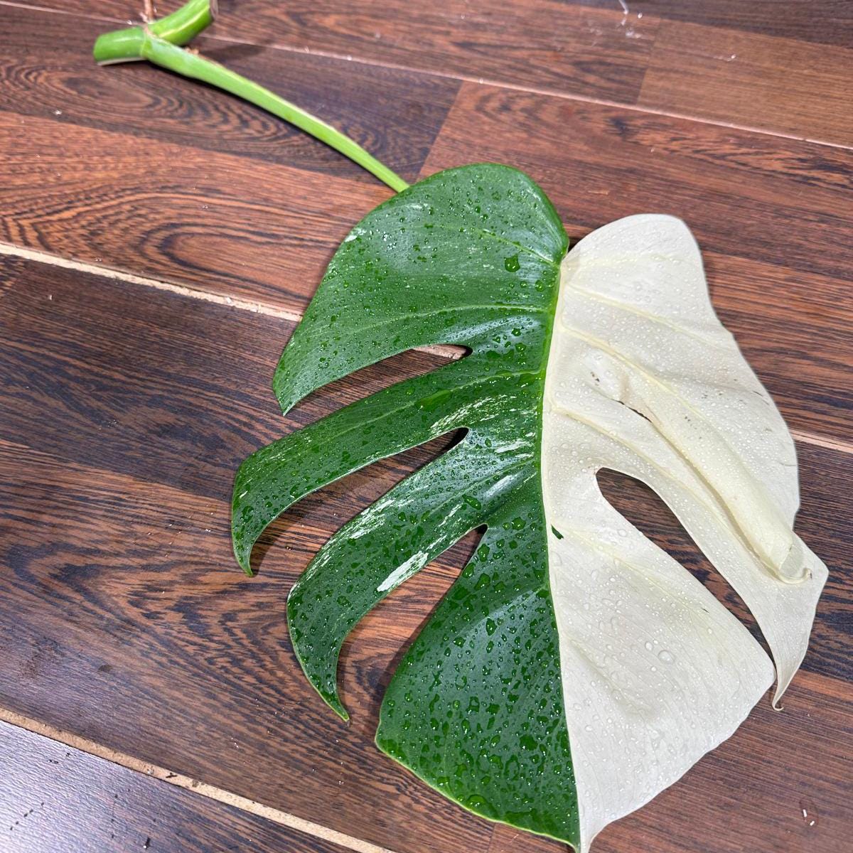 Variegated Monstera Albo Cutting - White Monstera Albo Borsigiana Plant - Rare Collector Indoor Plant - Half-Moon Leaf Plant- US Seller