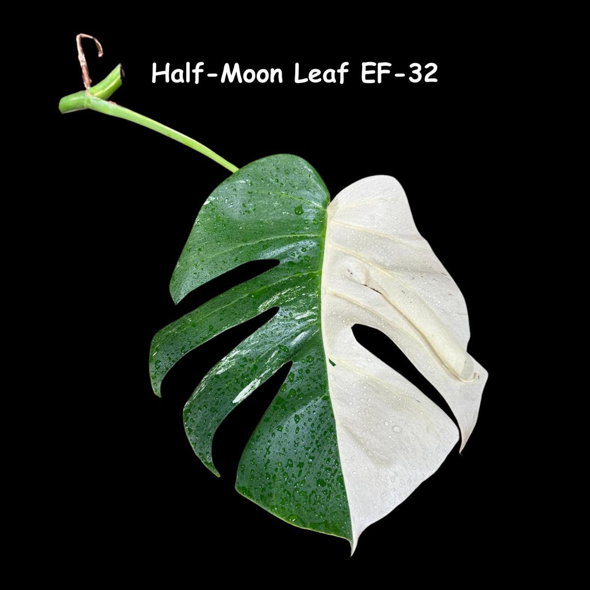 Variegated Monstera Albo Cutting - White Monstera Albo Borsigiana Plant - Rare Collector Indoor Plant - Half-Moon Leaf Plant- US Seller