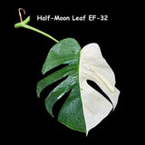 Variegated Monstera Albo Cutting - White Monstera Albo Borsigiana Plant - Rare Collector Indoor Plant - Half-Moon Leaf Plant- US Seller