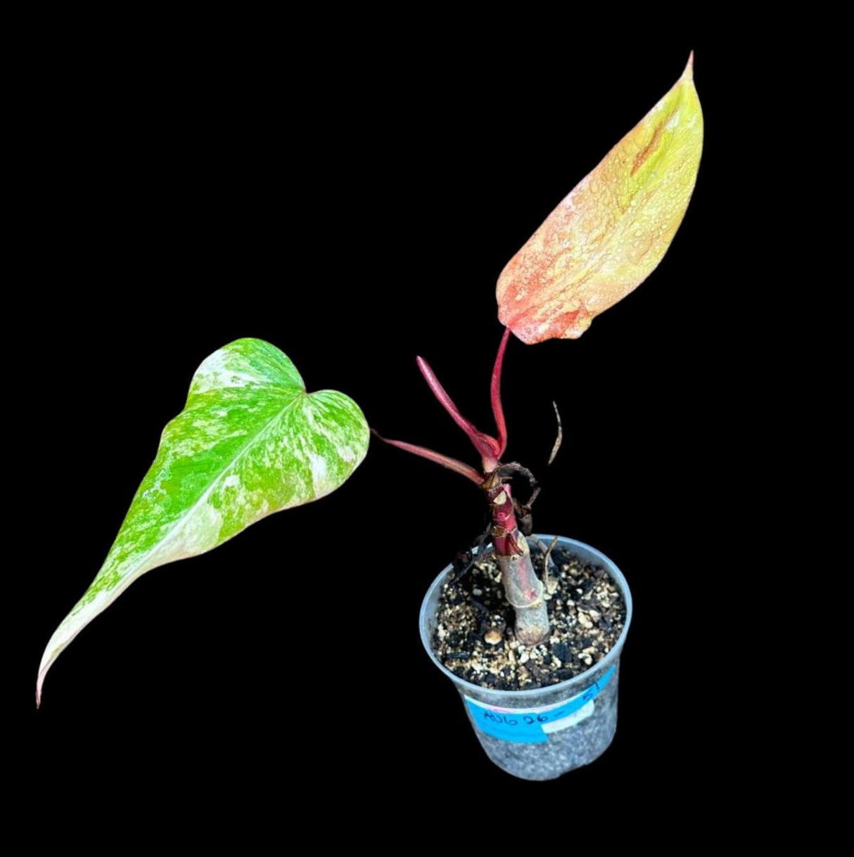 Variegated Philodendron Strawberry Shake in a Nursery Pot - Strawberry Shake RARE Collector Potted Plant - Aroid Plant - US Seller